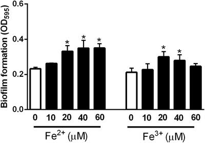 Enhanced Biofilm Formation by Ferrous and Ferric Iron Through Oxidative Stress in Campylobacter jejuni